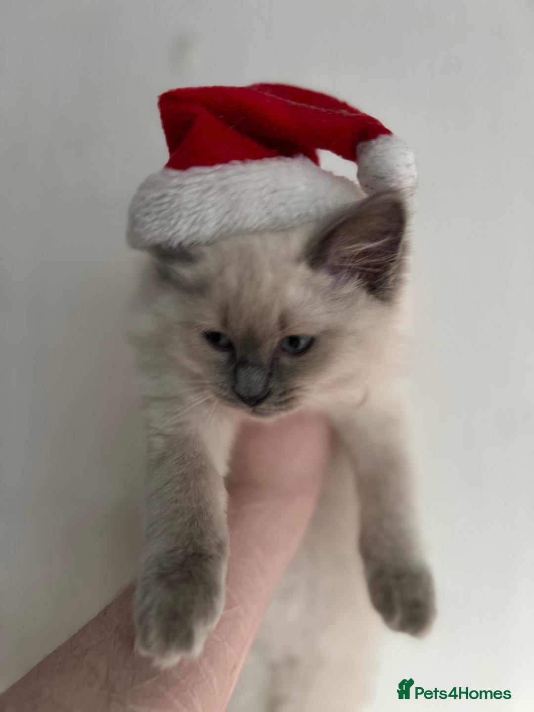 Mixed Breed cats for sale: Ragdoll mix girl needs new home - Advert 21