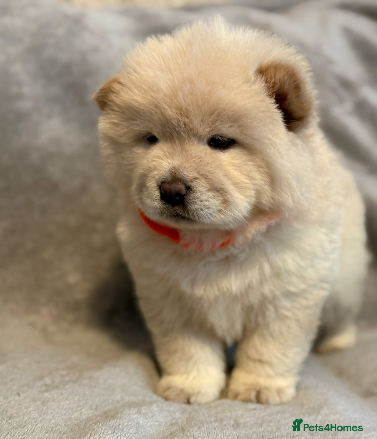 Chow Chow dogs KC Reg Chow Chow Puppies  - Advert 2