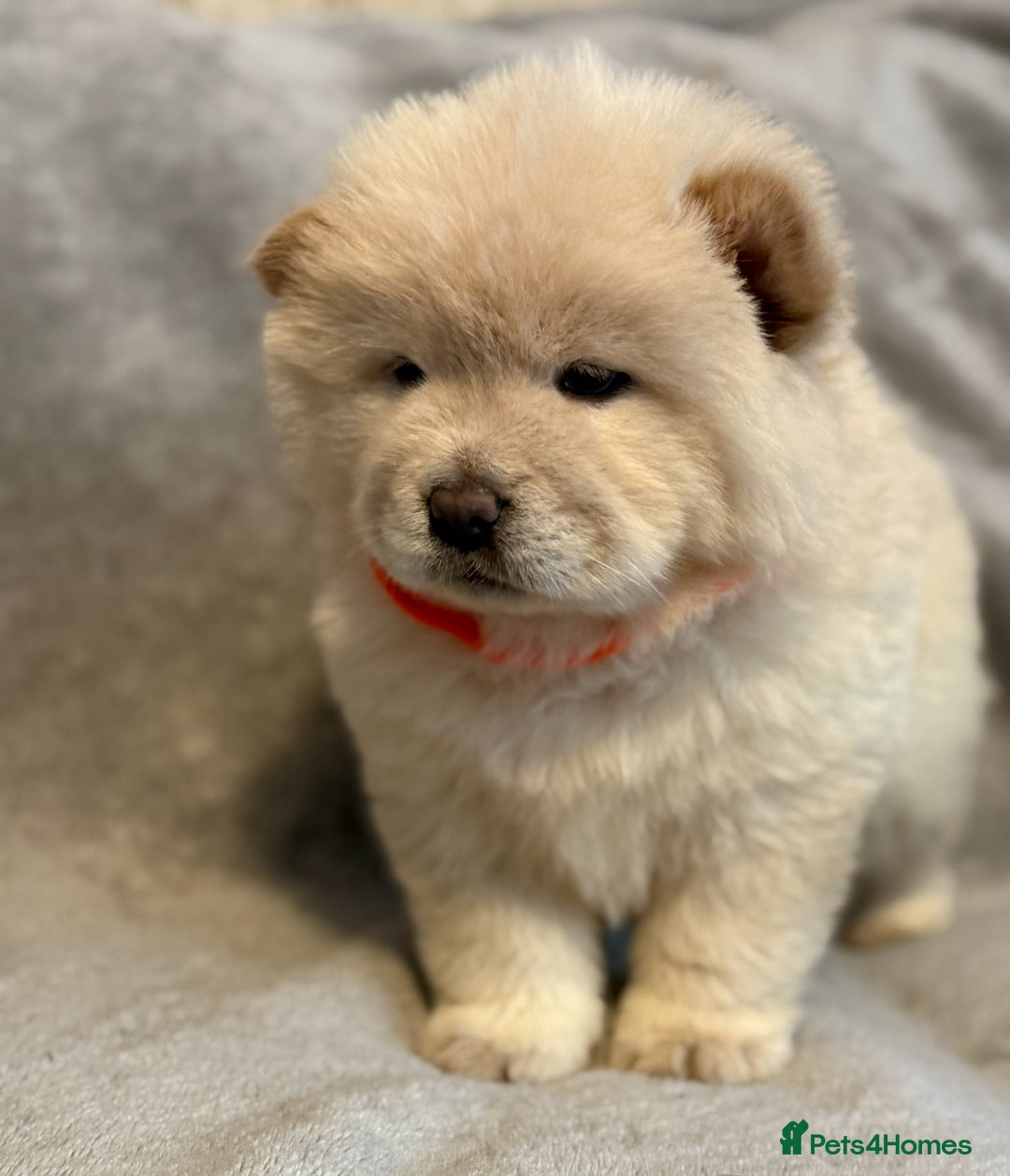 Chow Chow dogs for sale: KC Reg Chow Chow Puppies  - Advert 21