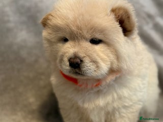 Chow Chow dogs KC Reg Chow Chow Puppies - Advert 2