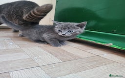 Mixed Breed cats for sale: British Shorthair mixed - Image 5