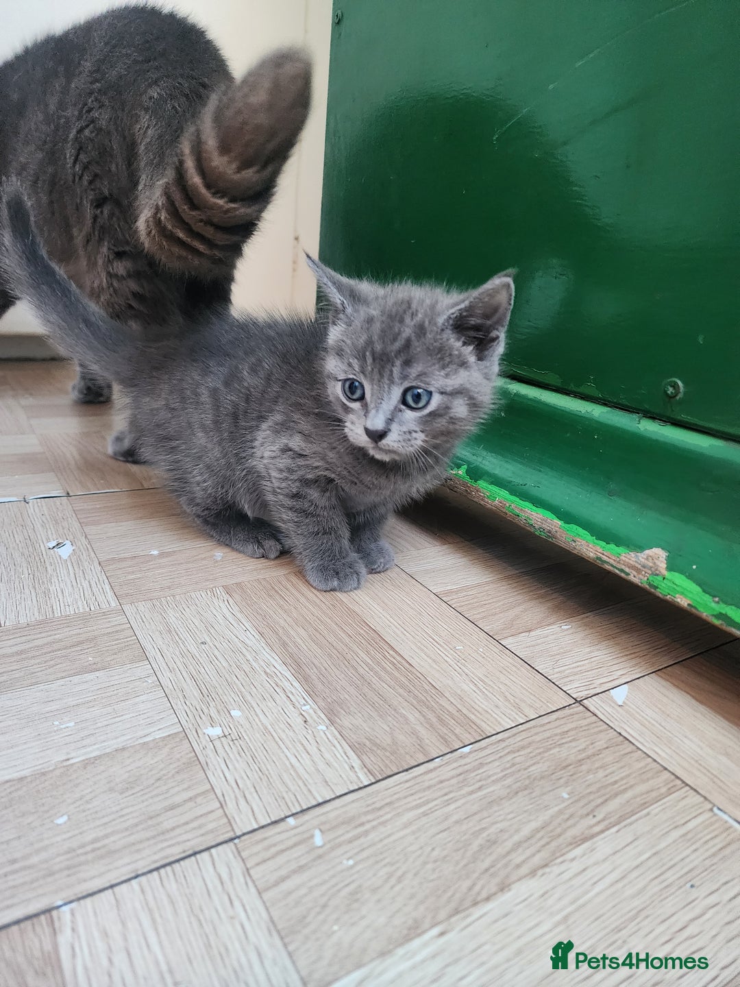 Mixed Breed cats for sale: British Shorthair mixed - Image 5
