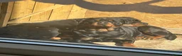 Rottweiler dogs for sale: 2 Beautiful and Playful Rottweiler puppies  - Advert 5
