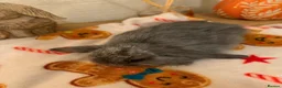 Mini Lop rabbits for sale: Gorgeous little mini lop baby bunny rabbits  - Advert 17