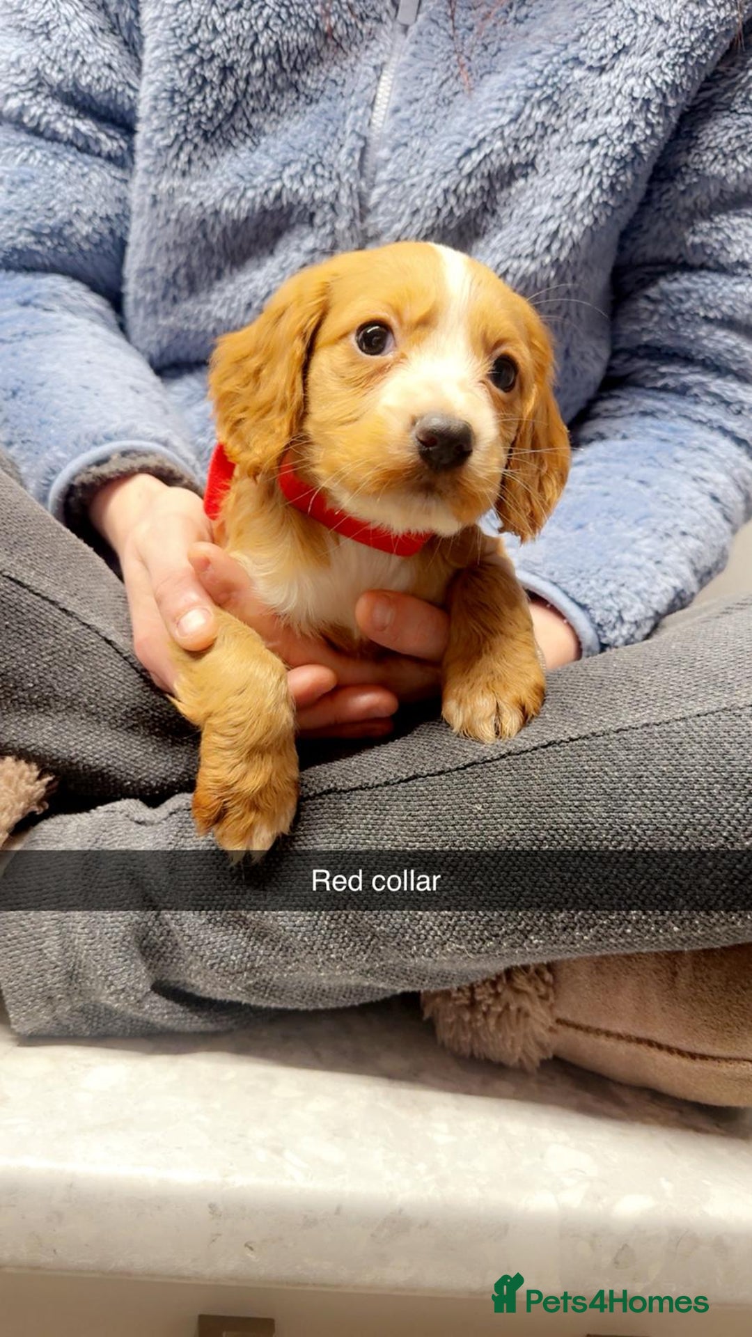Cocker Spaniel dogs for sale: Cocker spaniel pups - Advert 4