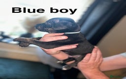 Staffordshire Bull Terrier dogs for sale: Beautiful tri and brindle staffy pups - Image 2
