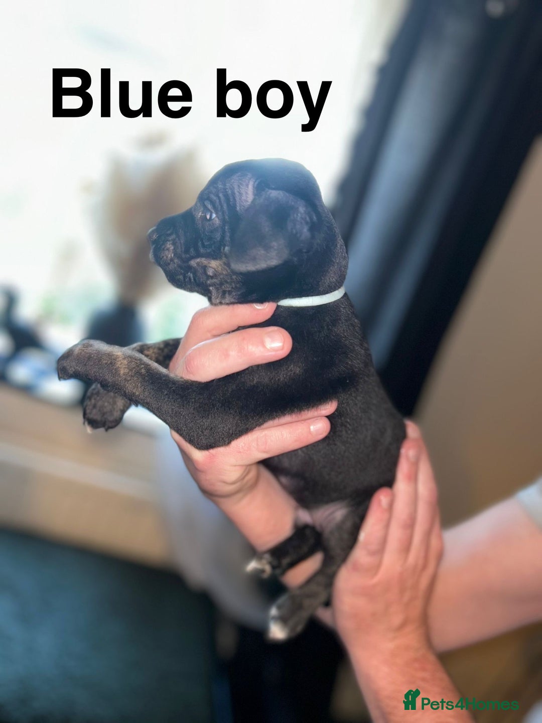 Staffordshire Bull Terrier dogs for sale: Beautiful tri and brindle staffy pups - Image 2