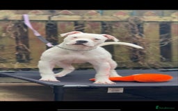 American Bulldog dogs for sale: Male bulldog - Image 2