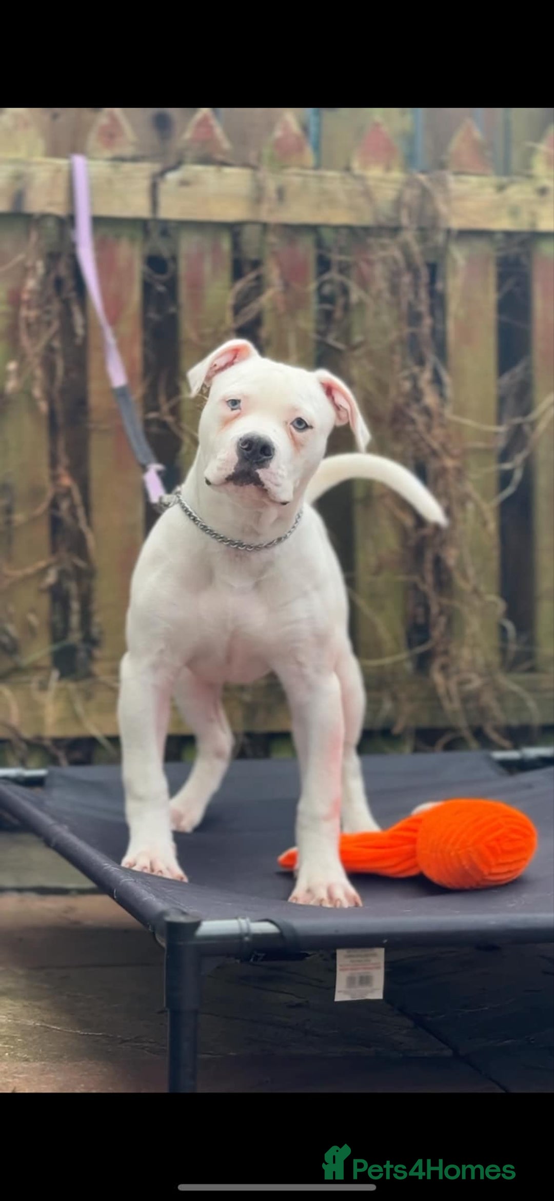 American Bulldog dogs for sale: Male bulldog - Image 2