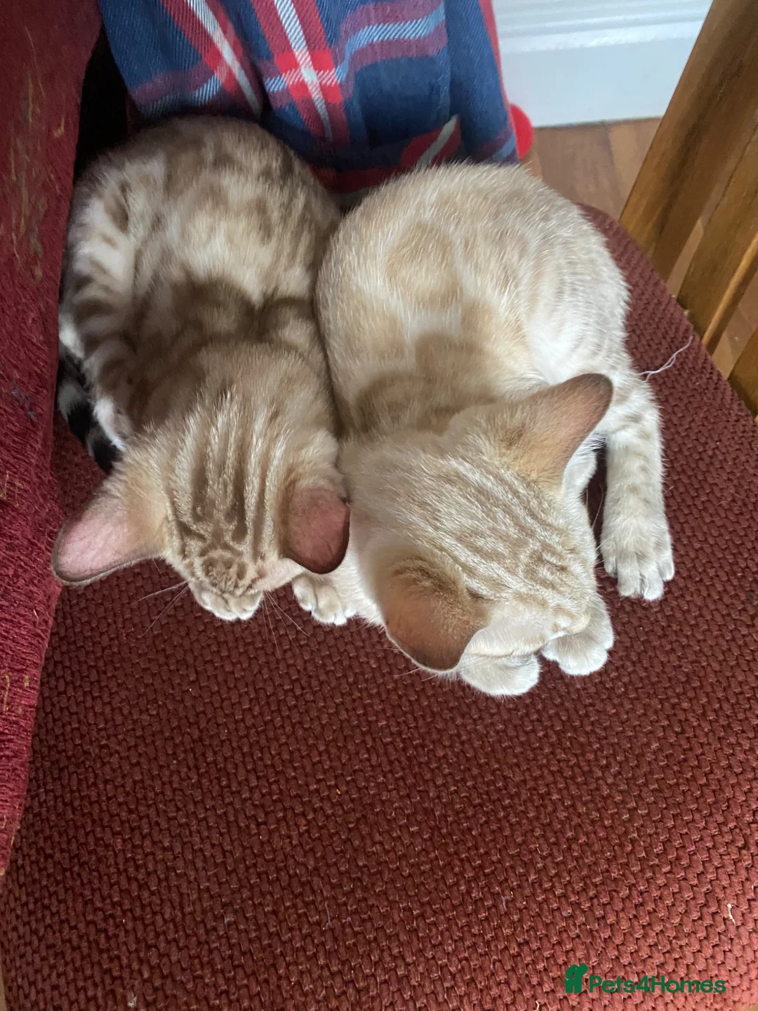 Bengal cats for sale: Tica registered snow Bengal kittens for sale - Advert 2