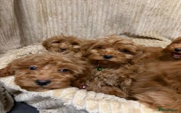 Cockapoo dogs for sale: Red Cockapoo  - Image 5