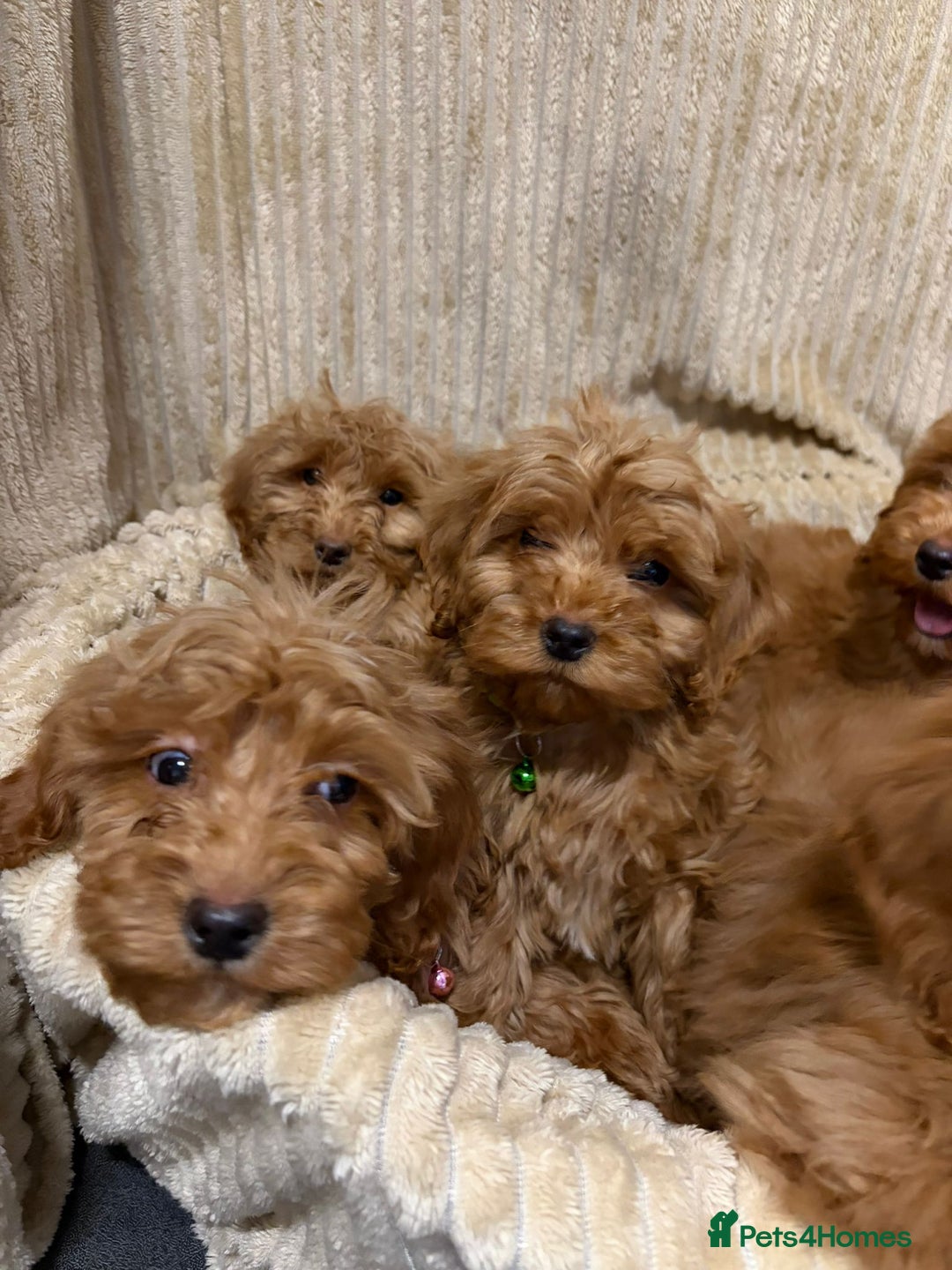 Cockapoo dogs for sale: Red Cockapoo  - Image 5