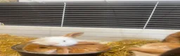 Mini Lop rabbits for sale: 5 mini lop babies looking for their forever home - Advert 2