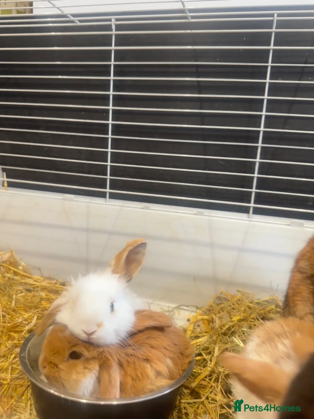 Mini Lop rabbits for sale: 5 mini lop babies looking for their forever home - Advert 2