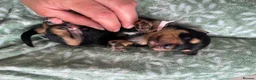 Mixed Breed dogs for sale: King Schnauzer (Cavalier, Cross mini Schauzer)  - Advert 10