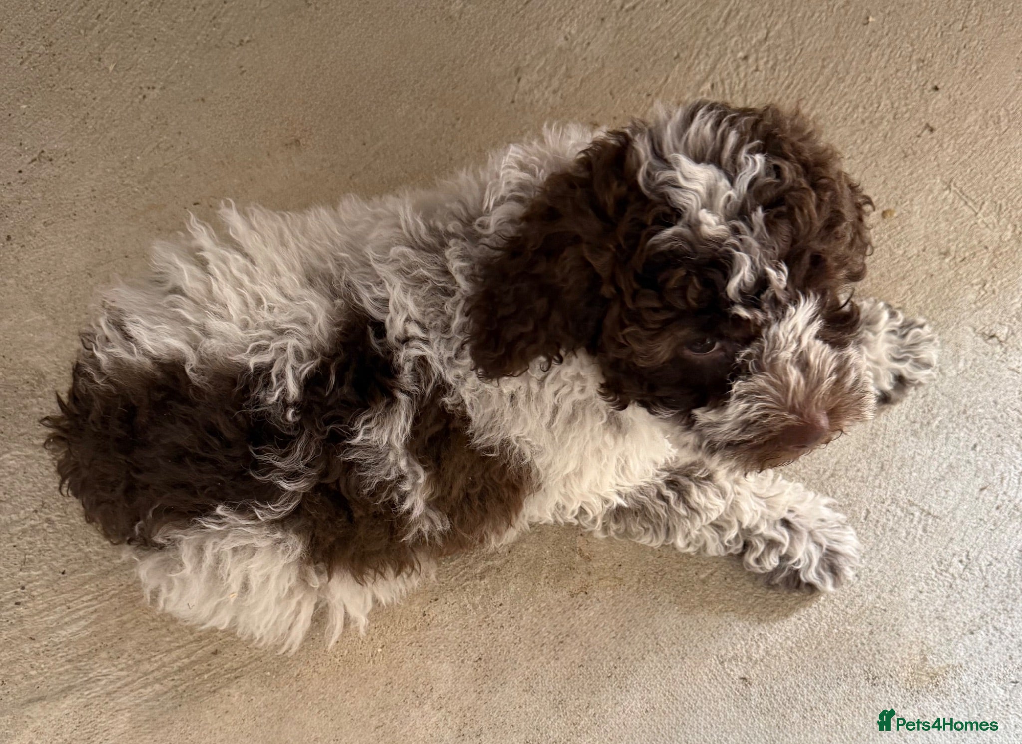Lagotto Romagnolo dogs Italian water dog /lagotto romagnolo  - Advert 2