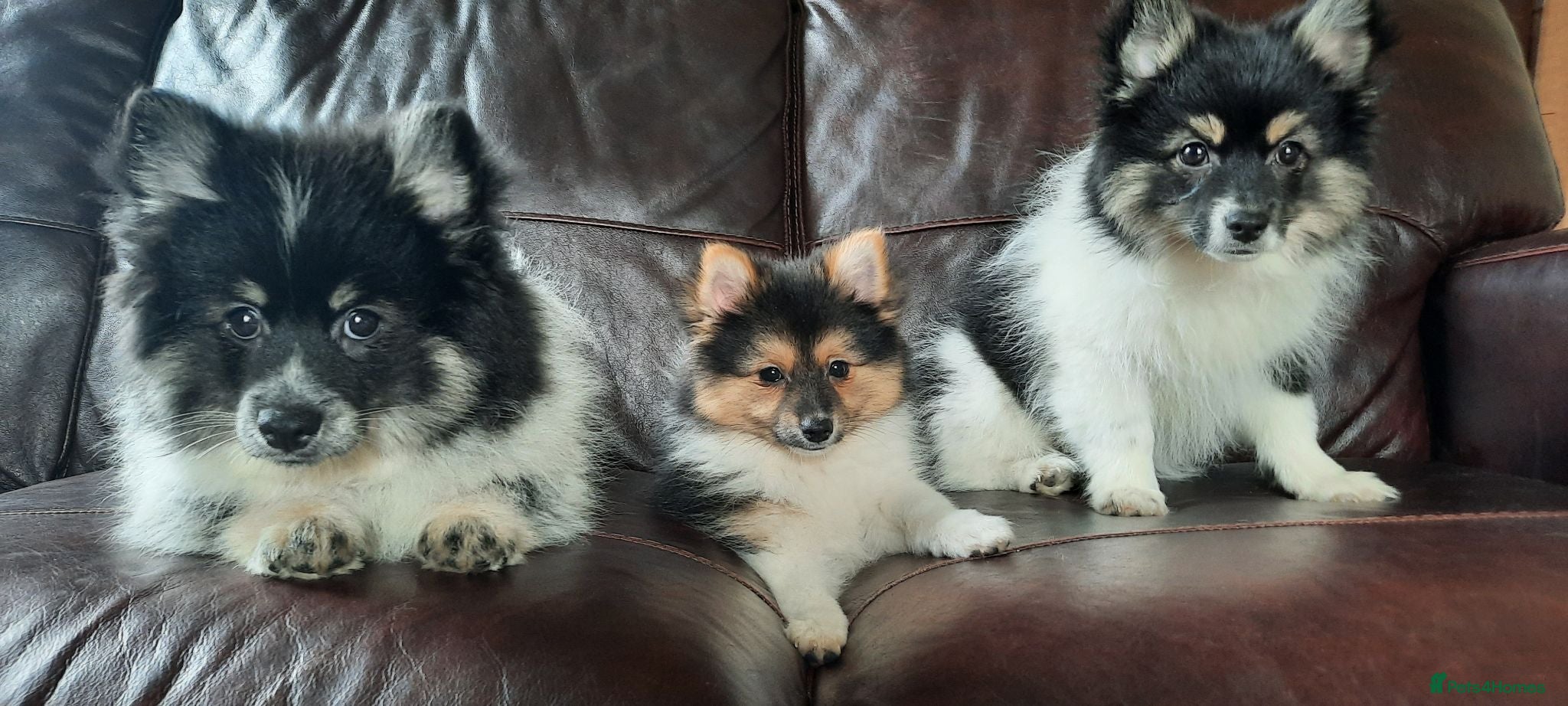 Mixed Breed dogs for sale: Gorgeous Pomeranian × Japanese Spitz Puppies - Advert 1
