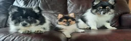 Mixed Breed dogs for sale: Gorgeous Pomeranian × Japanese Spitz Puppies in Falkirk - Advert 1