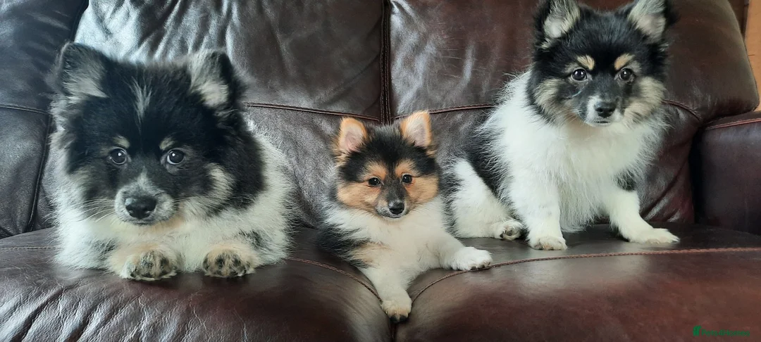 Mixed Breed dogs for sale: Gorgeous Pomeranian × Japanese Spitz Puppies in Falkirk - Advert 1