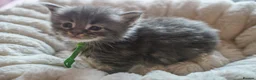 Maine Coon cats for sale: Gorgeous Mainecoon kittens ready 10th June  - Advert 3