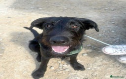 Mixed Breed dogs for adoption: DOLLY - Really Wants a Canine Buddy! - Image 9