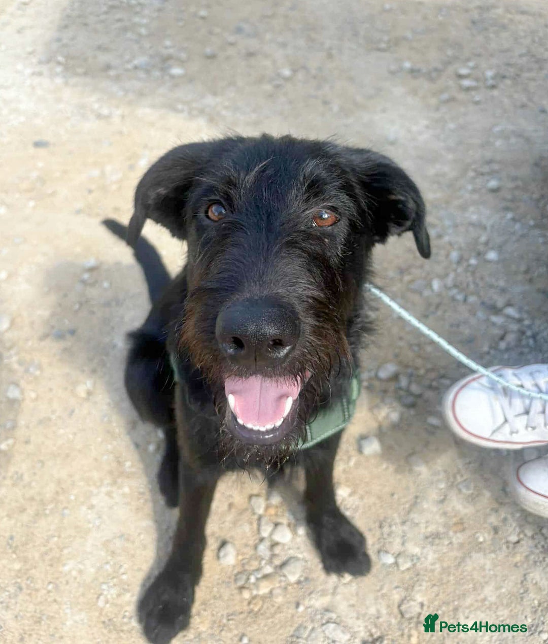 Mixed Breed dogs for adoption: DOLLY - Really Wants a Canine Buddy! - Image 9