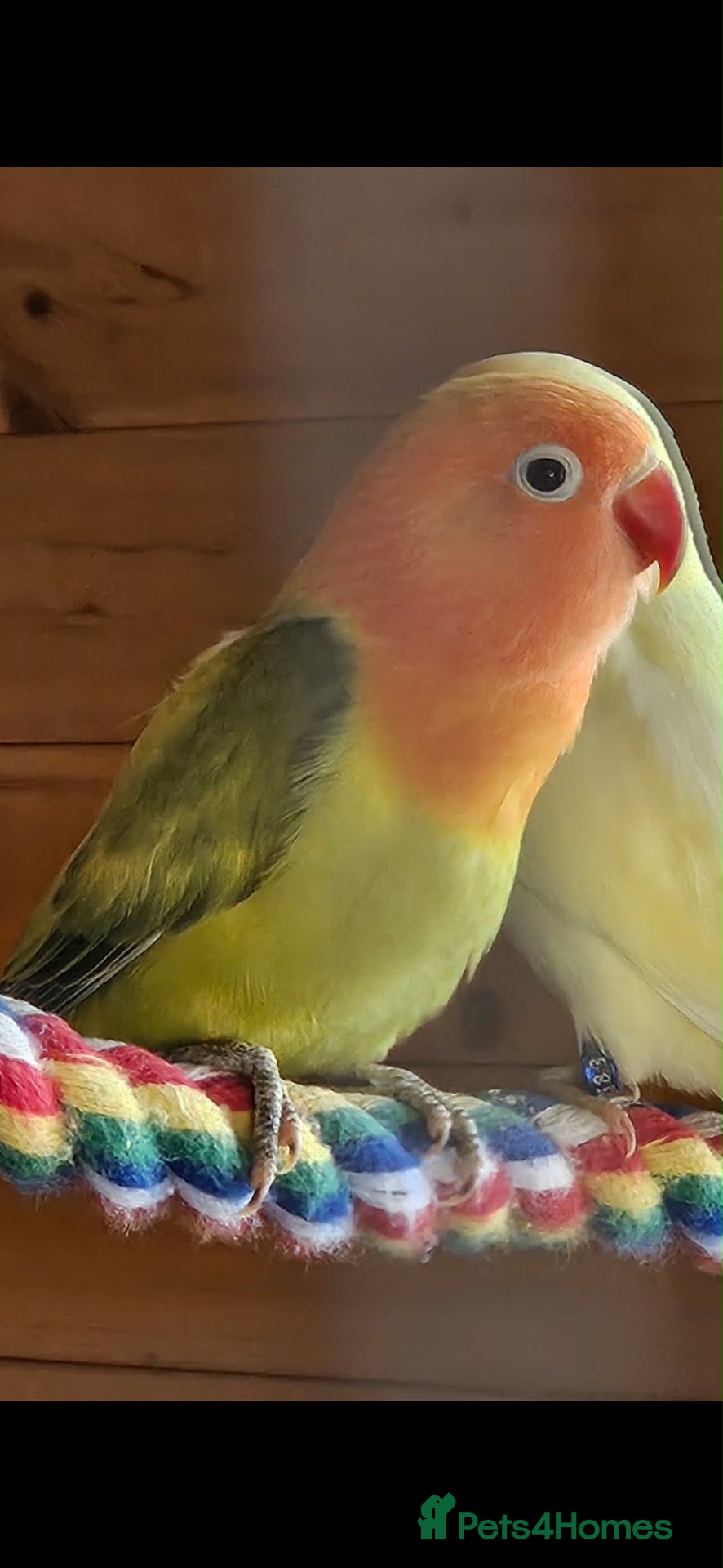 Lovebirds birds Breeding pair of love birds 16 weeks old  - Advert 1