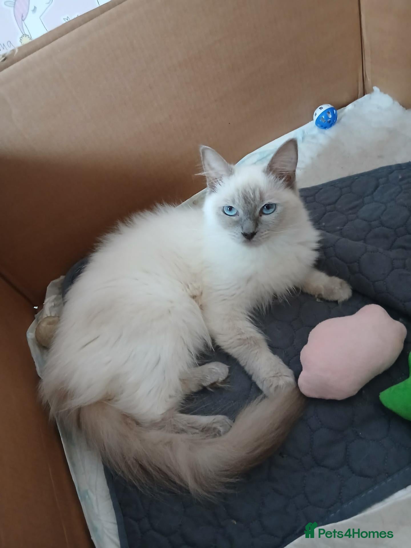Ragdoll cats PLEASE READ THE ADVERT - Advert 4