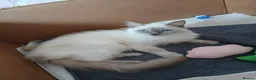 Ragdoll cats for sale: PLEASE READ THE ADVERT - Advert 1
