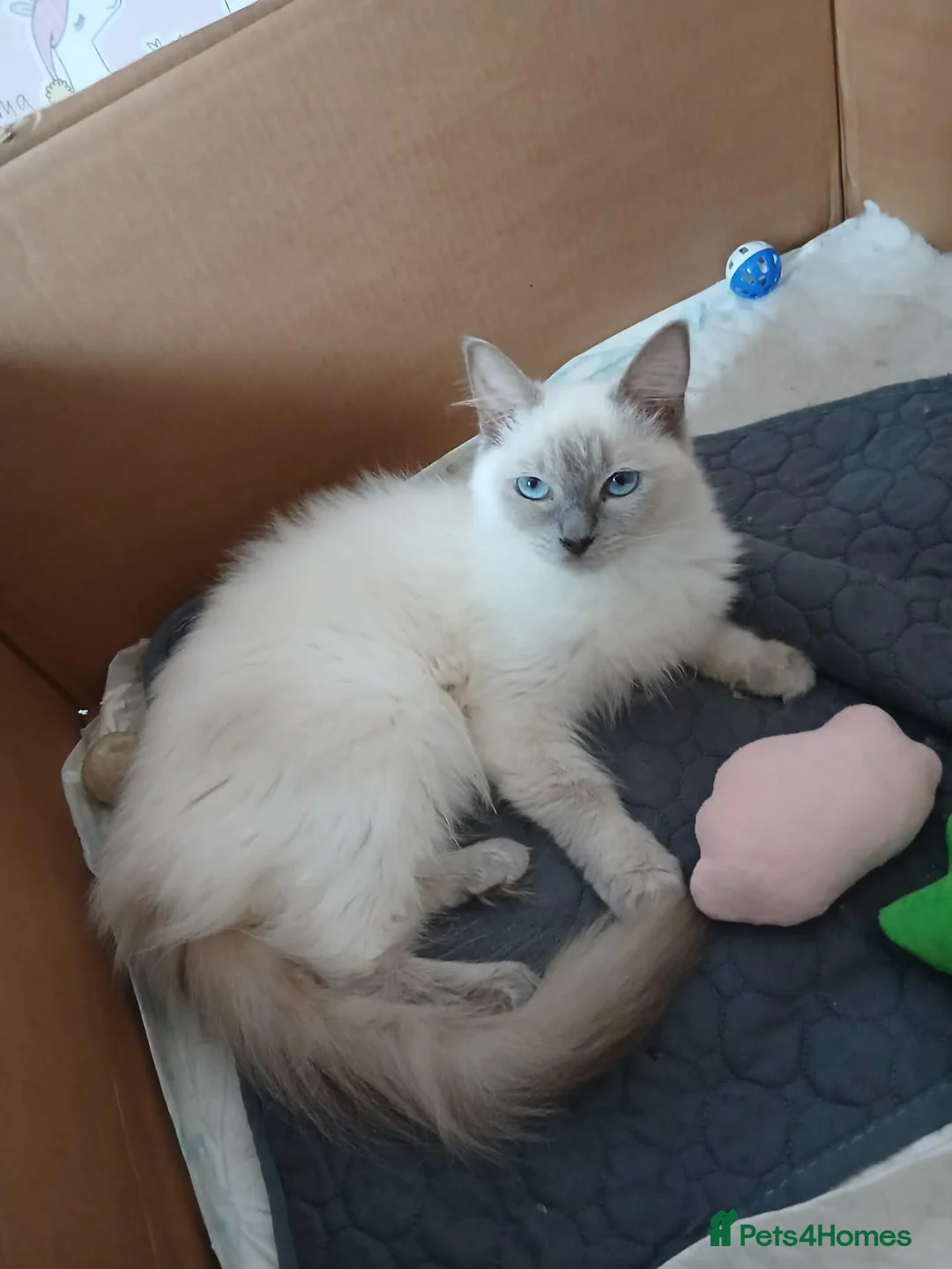 Ragdoll cats for sale: PLEASE READ THE ADVERT - Advert 1