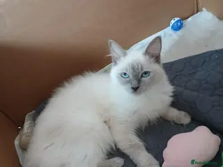 Ragdoll cats PLEASE READ THE ADVERT - Advert 1
