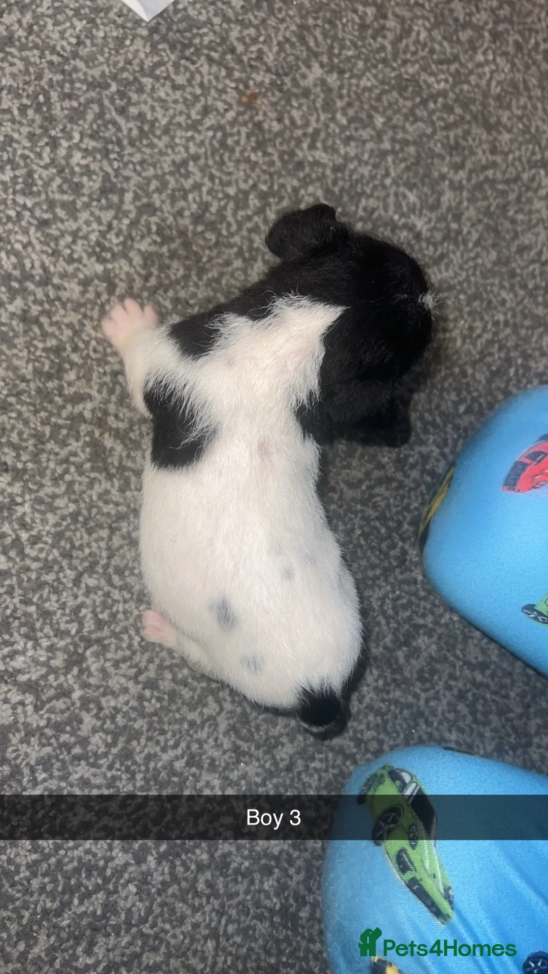 Parson Russell dogs for sale: Parson Russell Terriers  - Advert 17