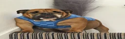 English Bulldog dogs for sale: English Bulldog Puppies  - Advert 1