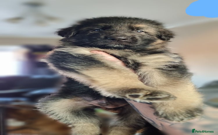 German Shepherd dogs - Advert 2