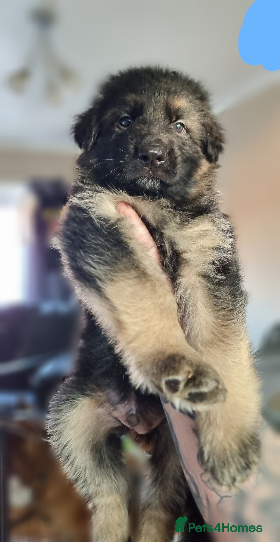 German Shepherd dogs for sale: German Shepherd Puppies - Image 1