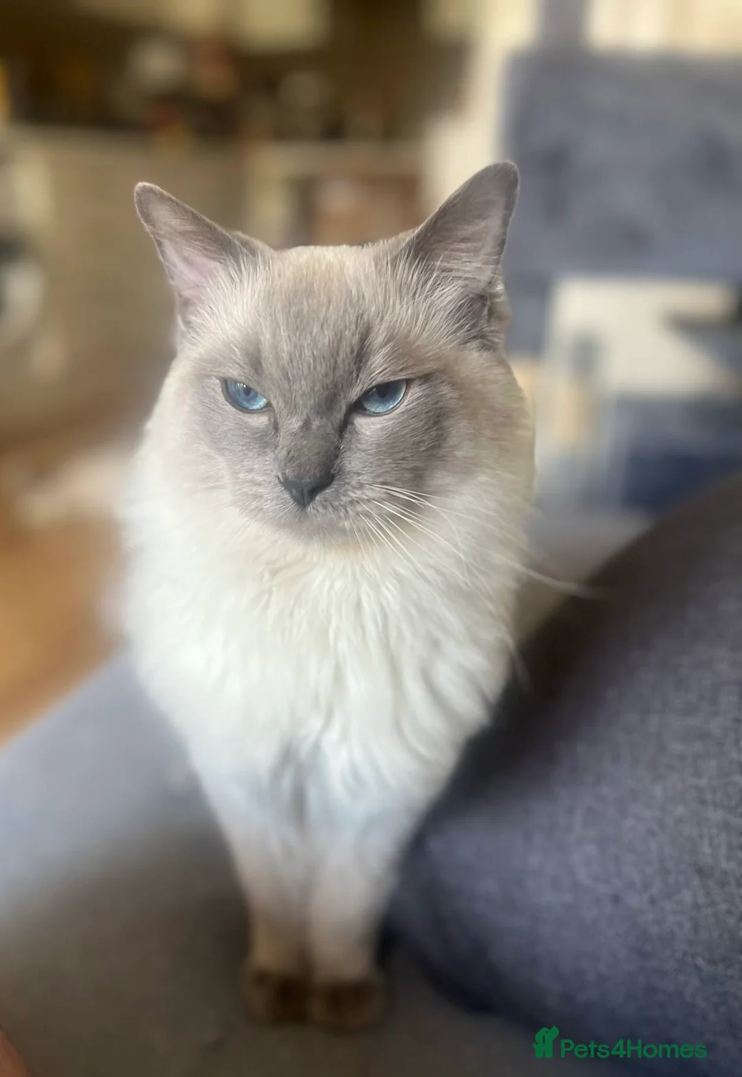 Ragdoll cats for stud: Beautiful pure blue point large  ragdoll stud in Bristol - Advert 9