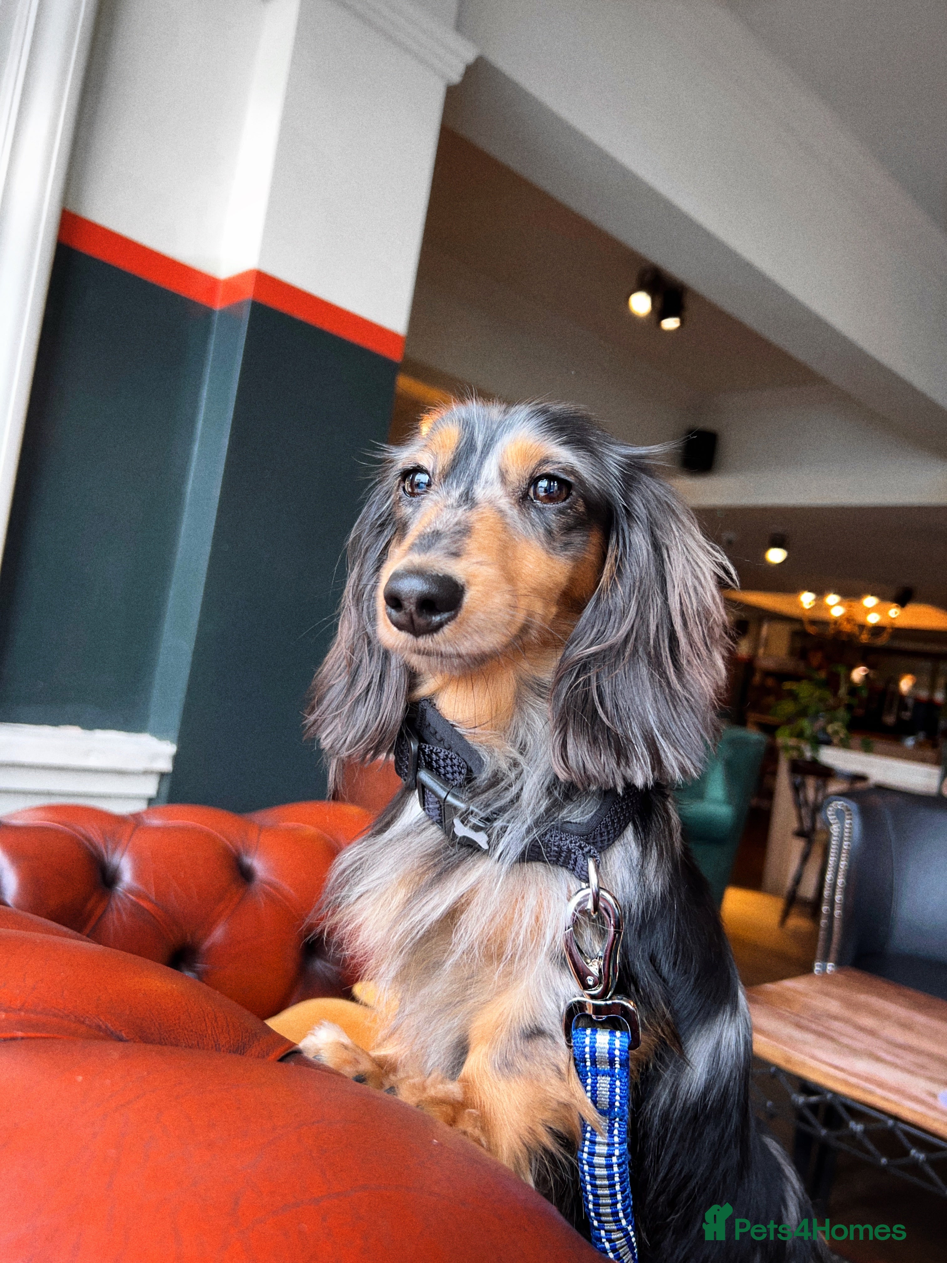 Miniature Dachshund dogs Miniature dachshund STUD - Advert 3