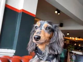 Miniature Dachshund dogs Miniature dachshund STUD - Advert 3