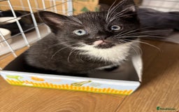 European cats for sale: Kitten  - Image 14