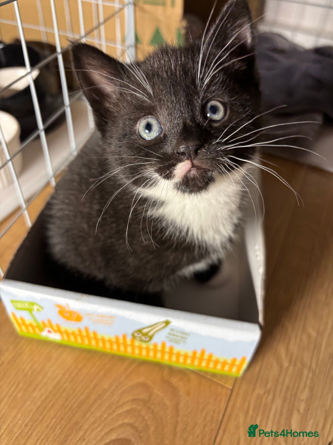 European cats for sale: Kitten  - Image 14