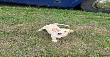 Labrador Retriever dogs - Advert 9