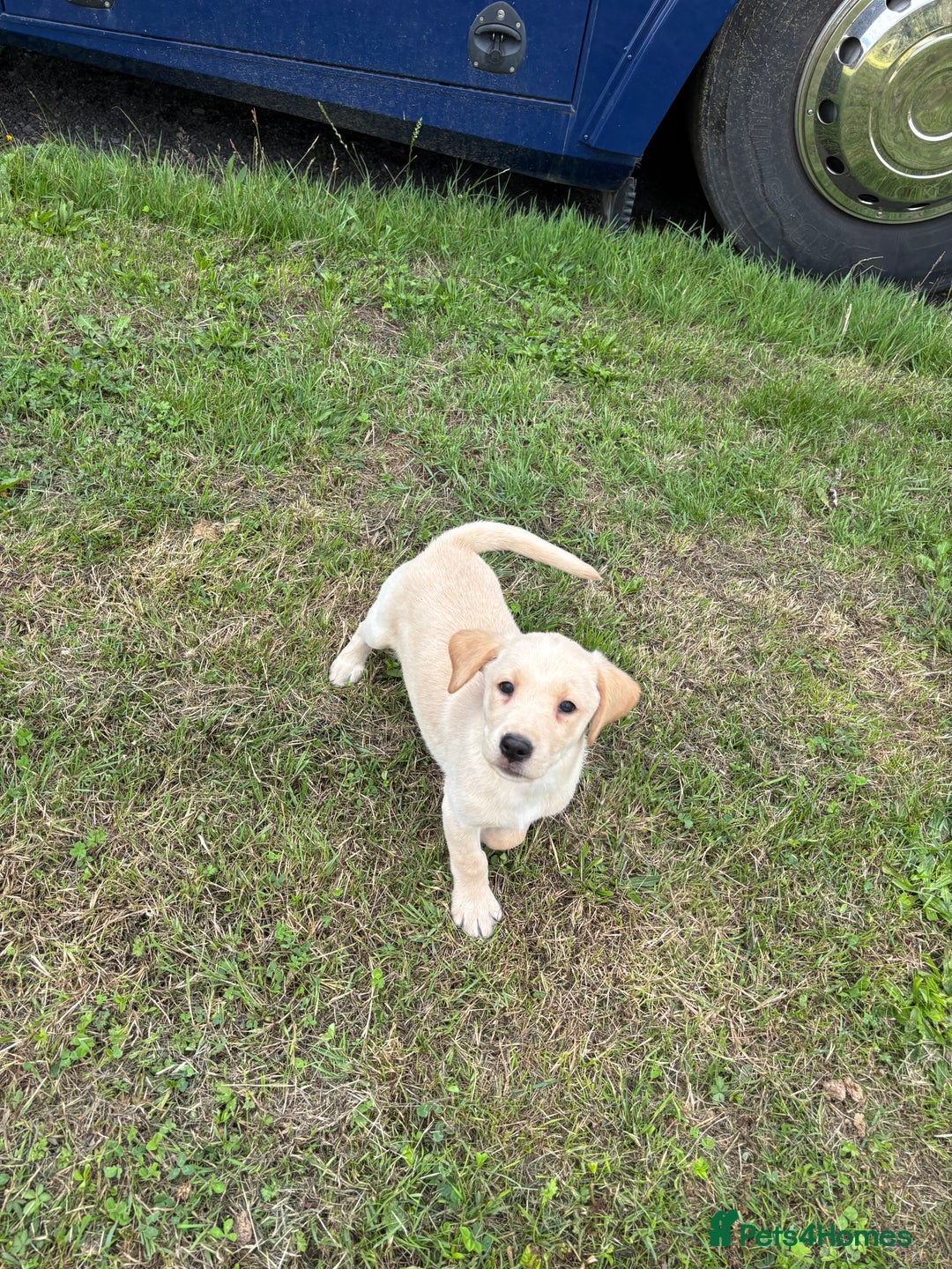 Labrador Retriever dogs for sale: Labrador Puppies  - Image 3