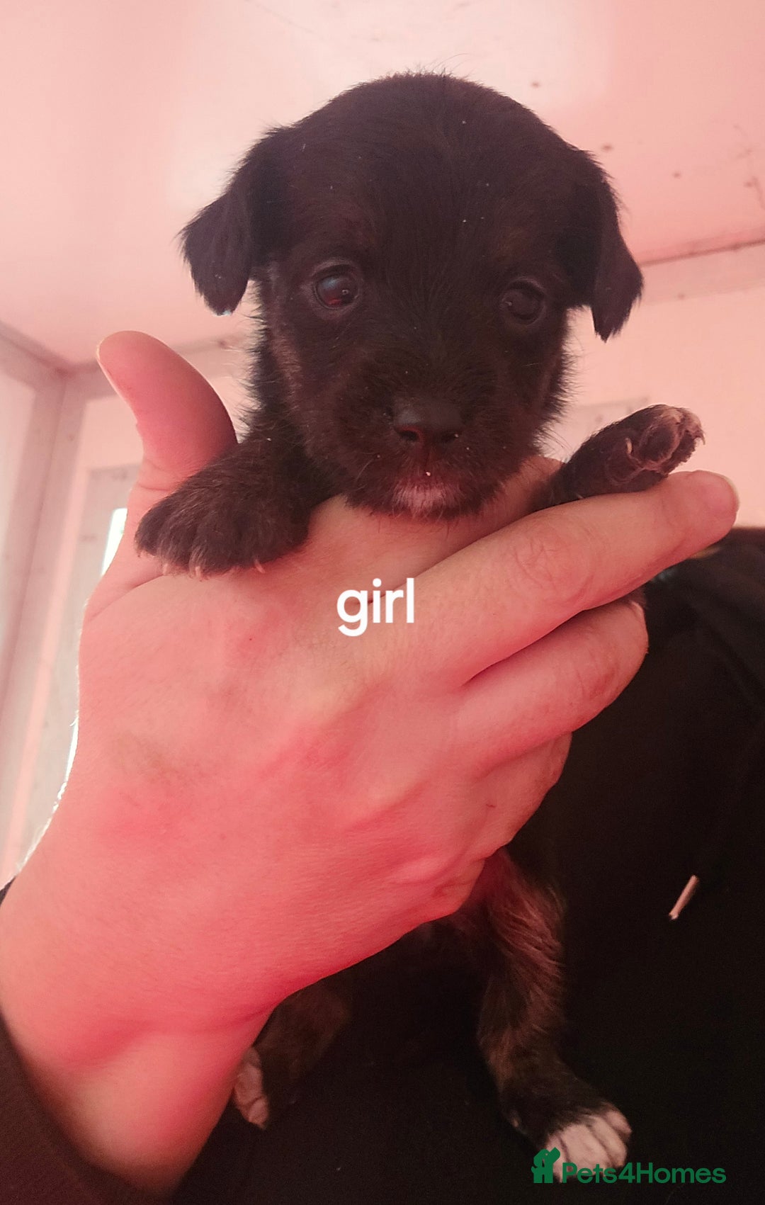 Jackapoo dogs for sale: 4 miniature jackapoo - Advert 4