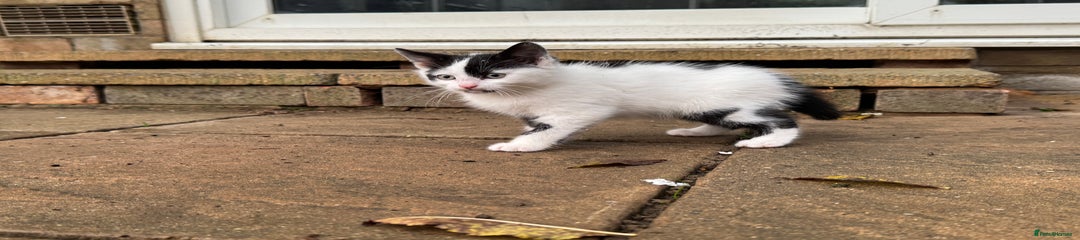 Domestic Shorthair Kitten 1