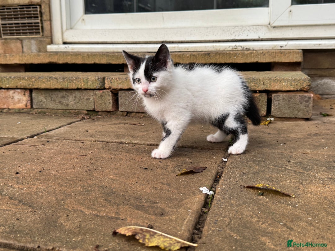 Domestic Shorthair cats for sale: Adorable Kittens Looking for a Loving Home, 🏡 - Image 20