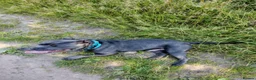 Staffordshire Bull Terrier dogs for stud: Blue Staffordshire bull terrier. Unproven in Skelmersdale - Advert 10