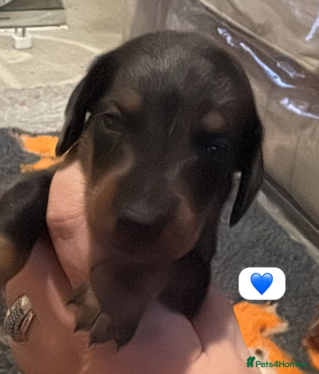 Dachshund dogs for sale: Miniature dachshund puppy’s for sale  - Image 10