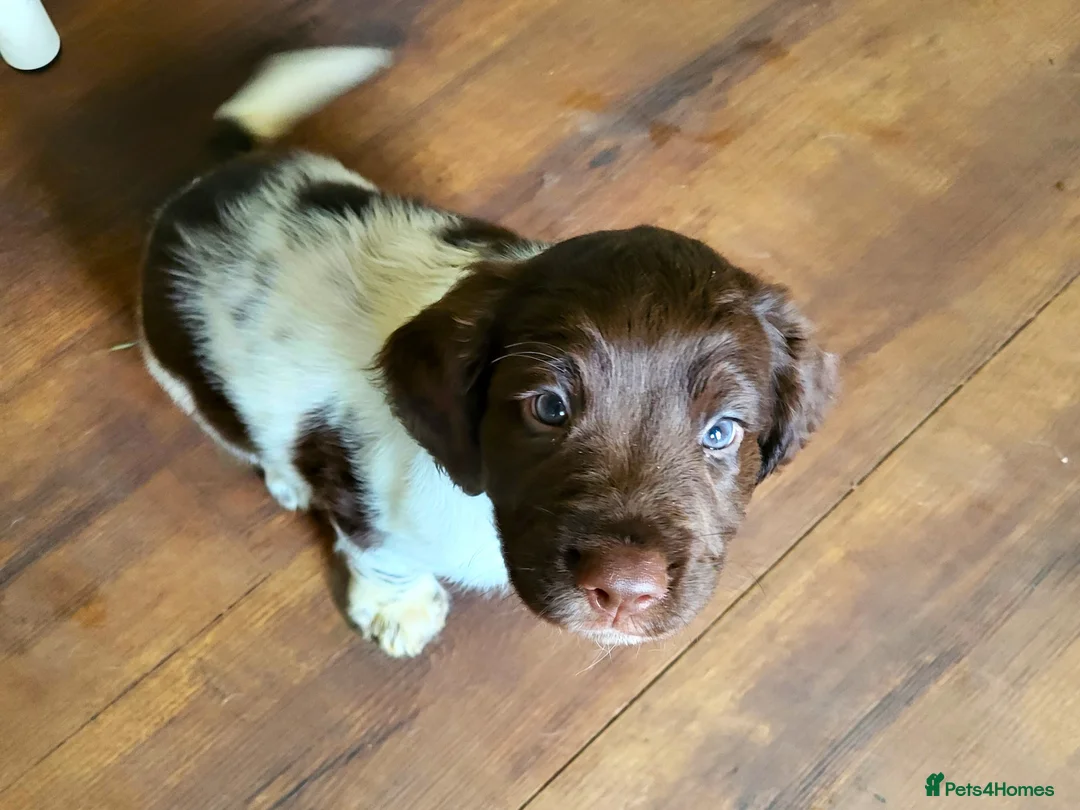 English Springer Spaniel dogs for sale: STUNNING SPRINGER SPANIEL PUPPIES - Advert 6