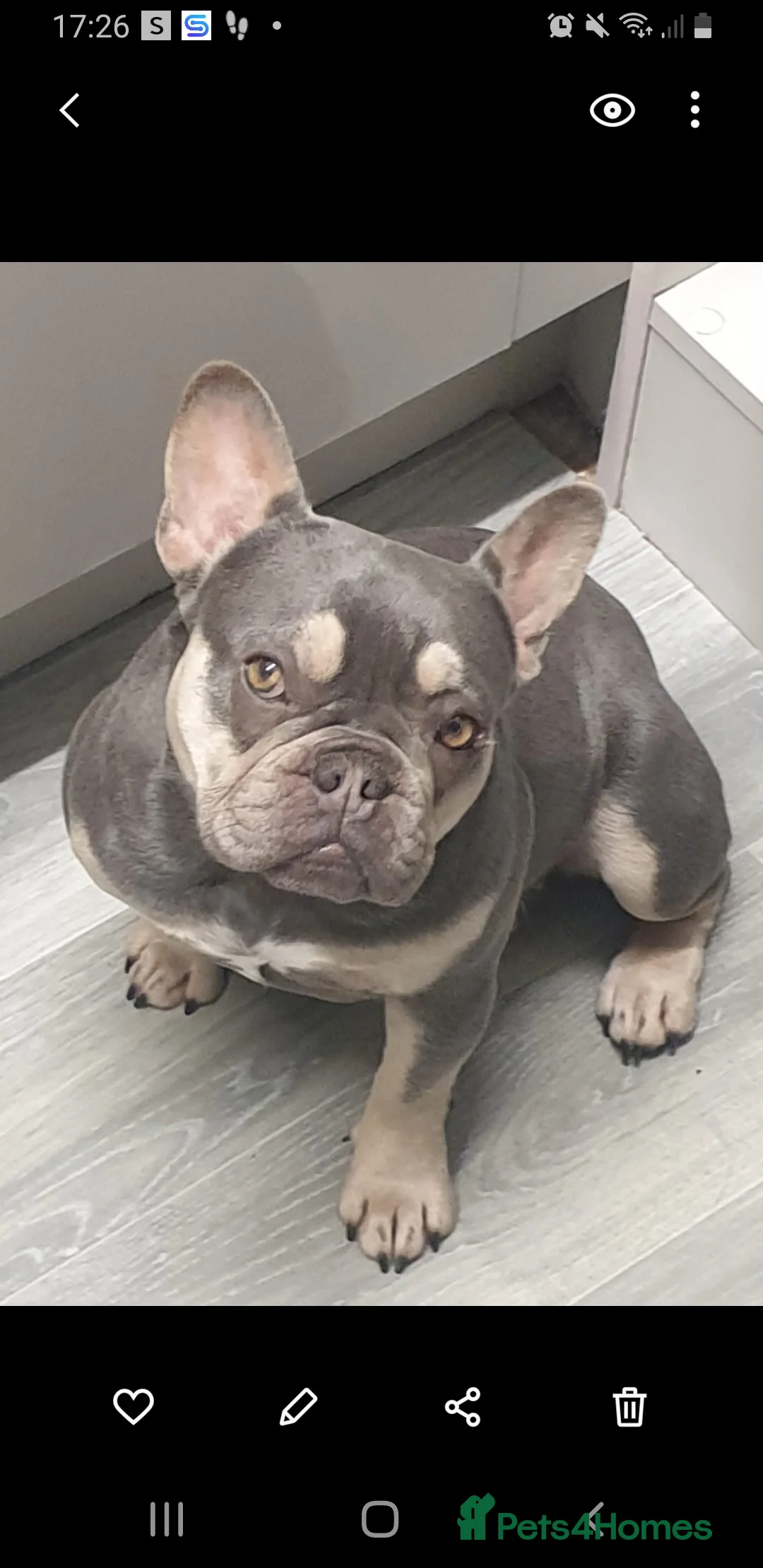 French Bulldog dogs for sale: Lovely frenchie girl looking for forever home - Advert 5