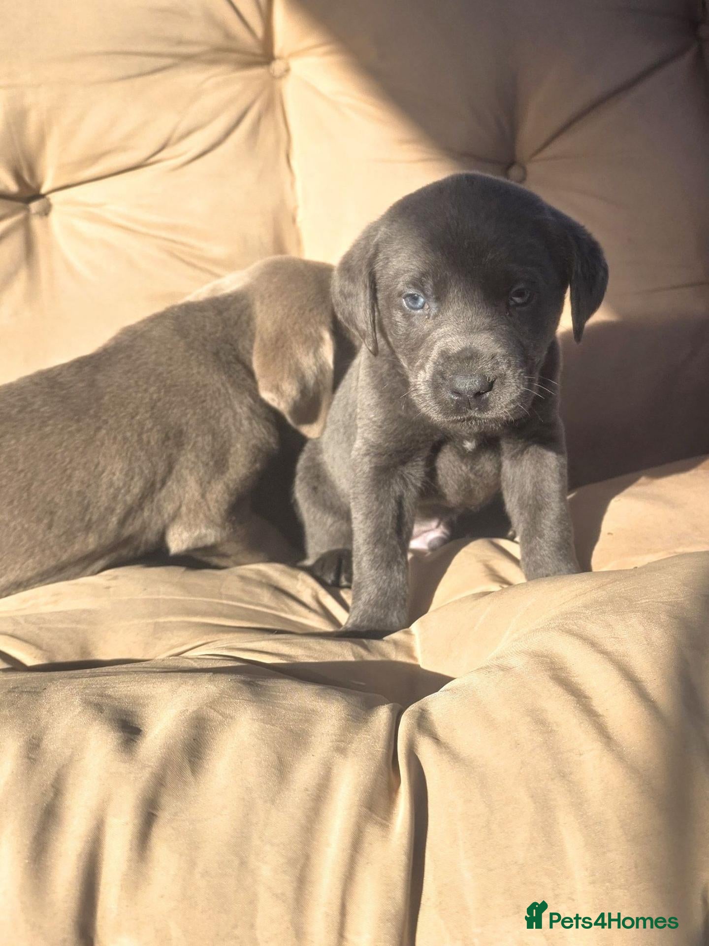Labrador Retriever dogs Beautiful Lab Puppies Charcoal & Silver  - Advert 2